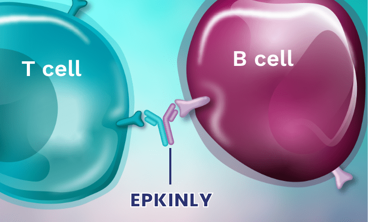 EPKINLY binding one T cell and one B cell together.