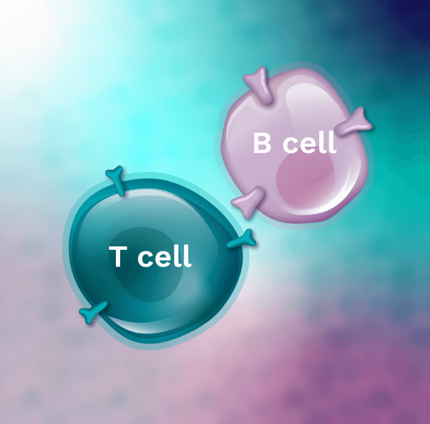 Your immune system includes B cells and T cells.