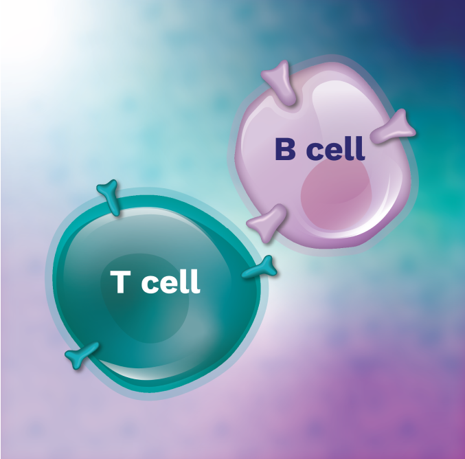 T cell beside b cell.