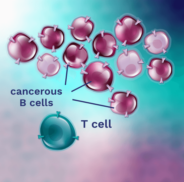 In DLBCL, B cells can become cancerous. Cancerous B cells can grow uncontrollably.