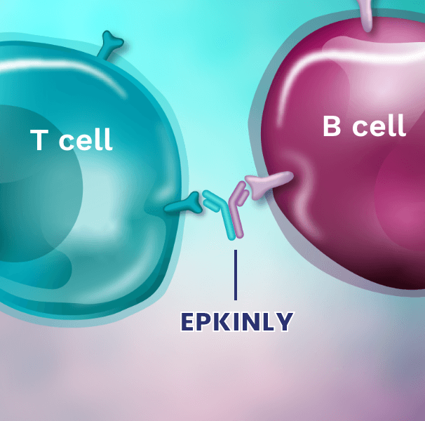 EPKINLY is thought to work by binding to both T cells and B cells at the same time, helping T cells to attack B cells.