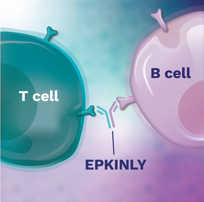 EPKINLY binding T cell and B cell together.