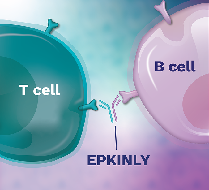 EPKINLY binding T cell and B cell together.